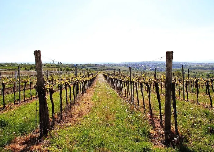 Weinblick Grafinger Panzió *