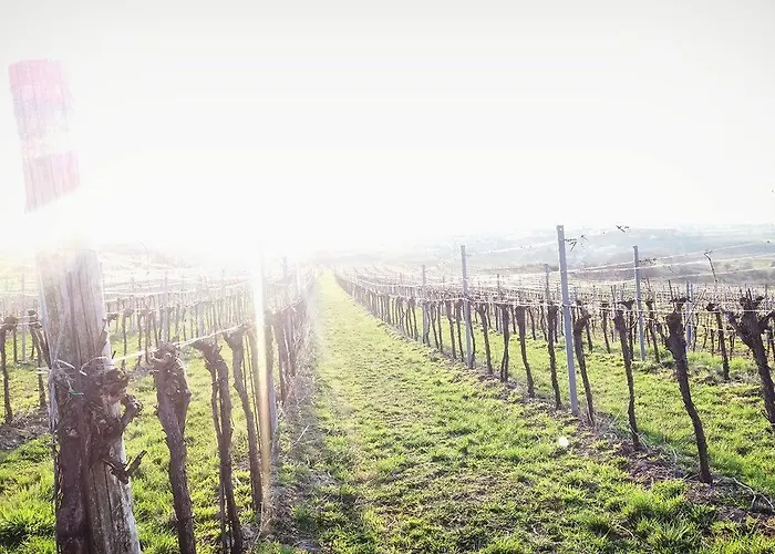 Weinblick Grafinger Alojamento de Acomodação e Pequeno-almoço
