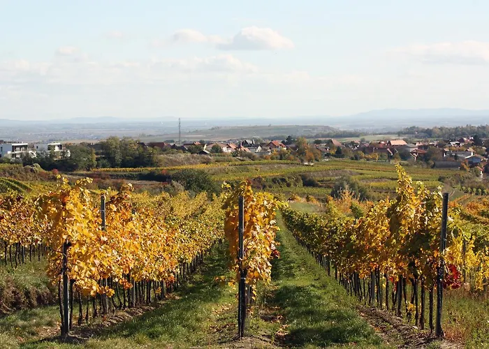 Weinblick Grafinger Stein bei Loipersdof